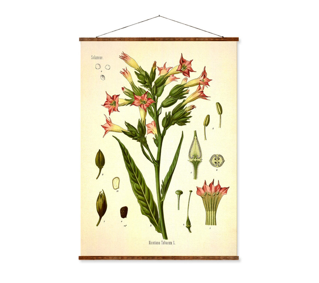 tobacco plant art Leaf Painting by Tetyana Hubska Tobacco plant (Nicotiana Minor). Botanical